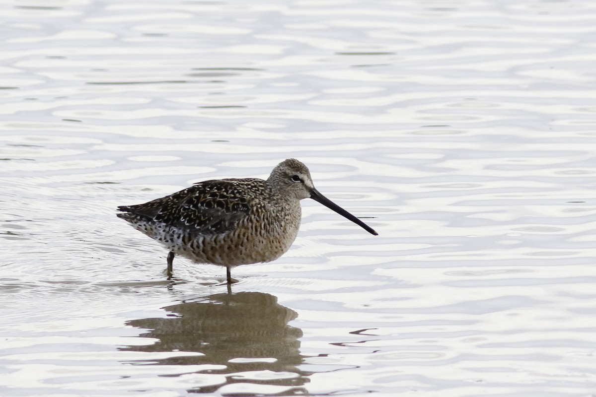 Long-billed Dowitcher - ML447308871
