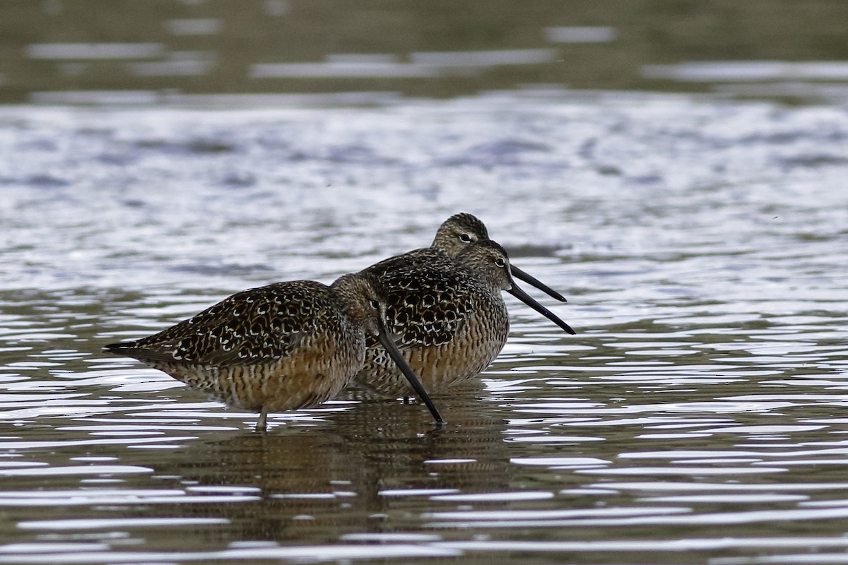 Long-billed Dowitcher - ML447308891