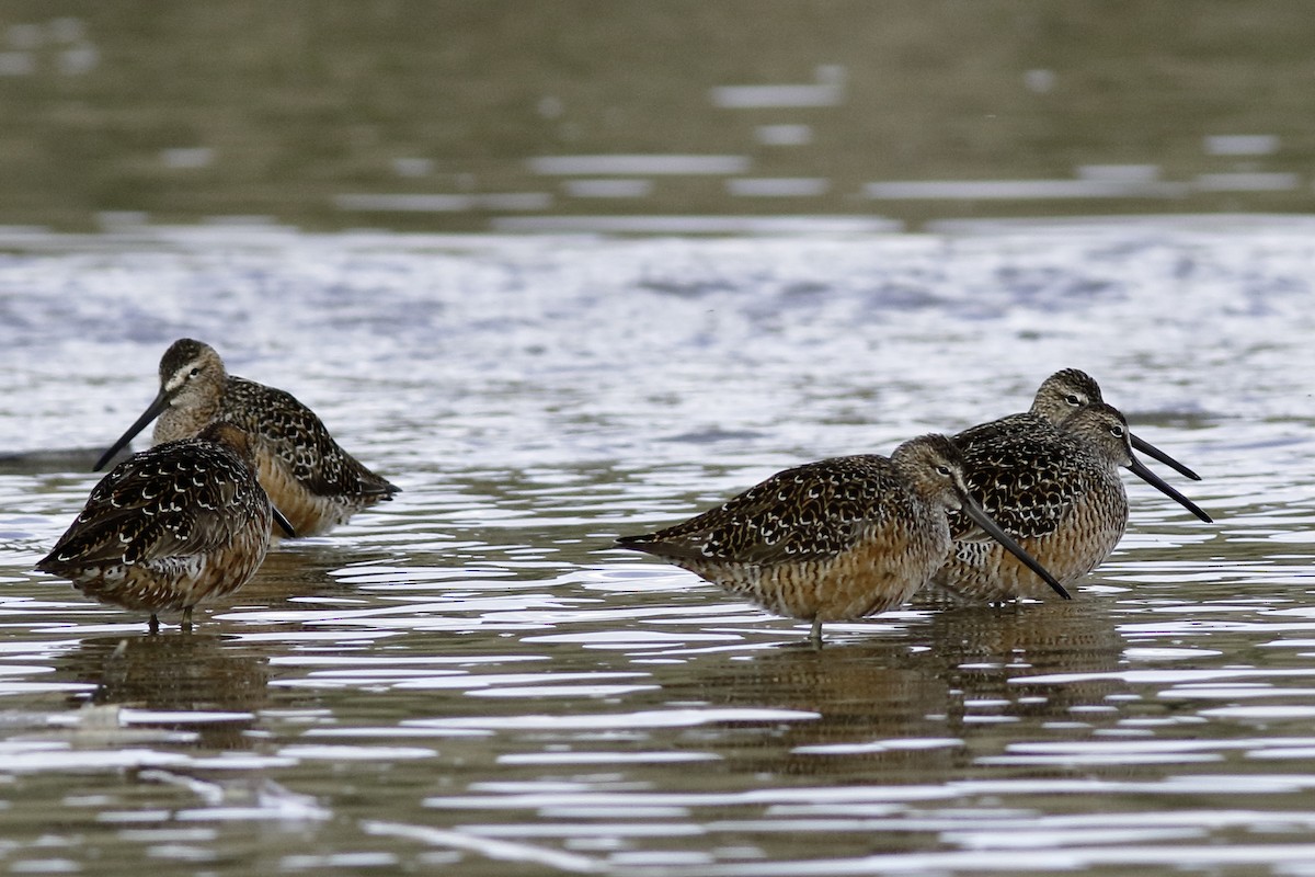 Long-billed Dowitcher - ML447308911