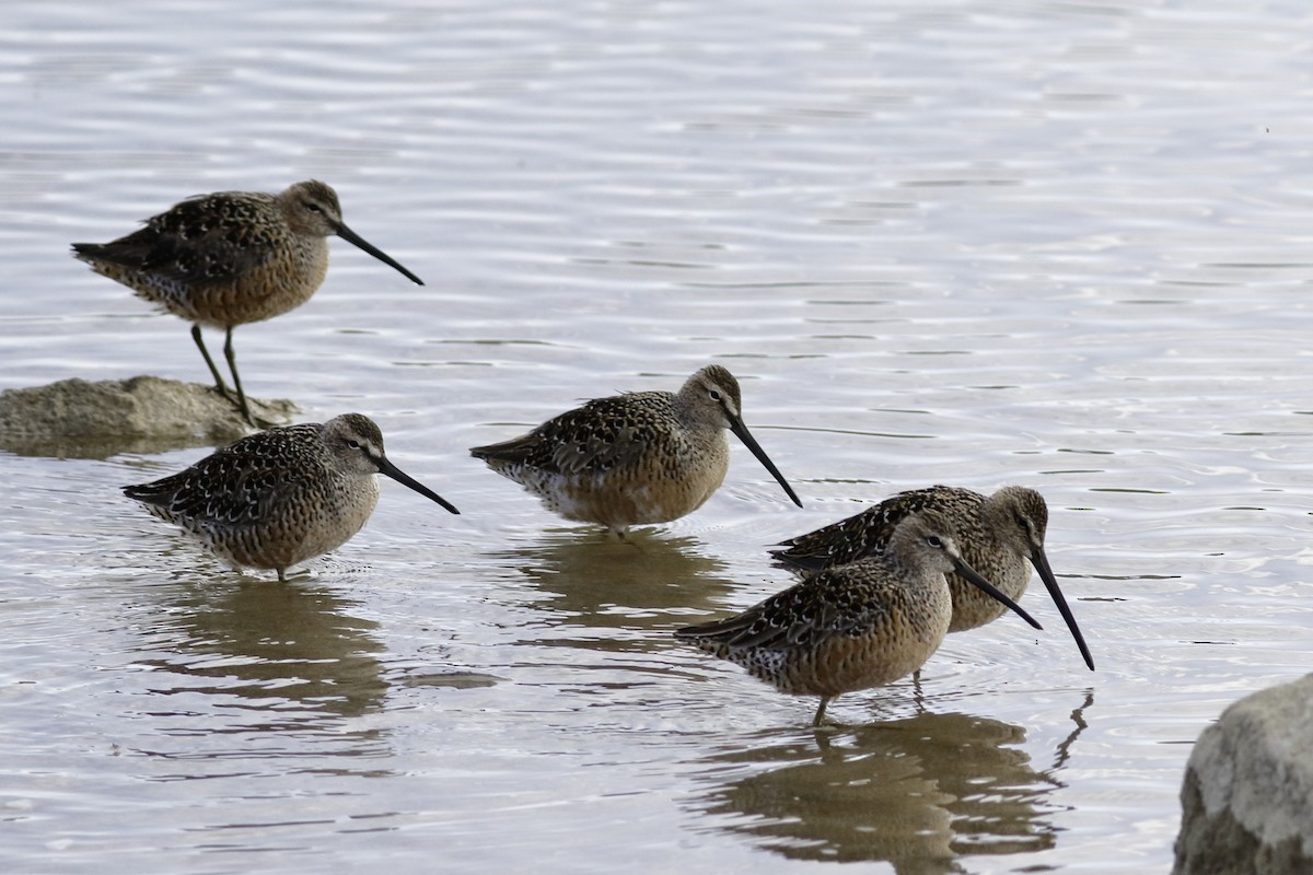 Long-billed Dowitcher - ML447309011