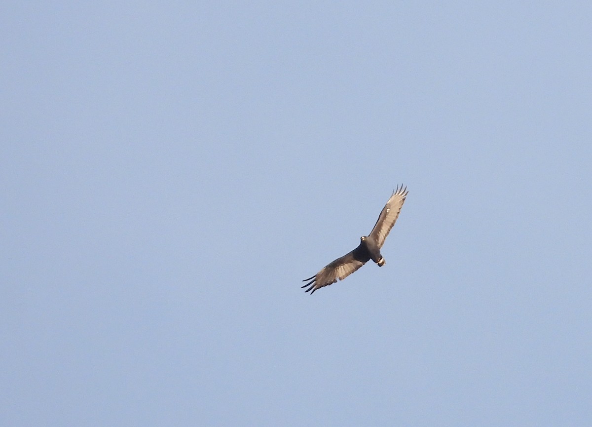 Zone-tailed Hawk - ML447316091
