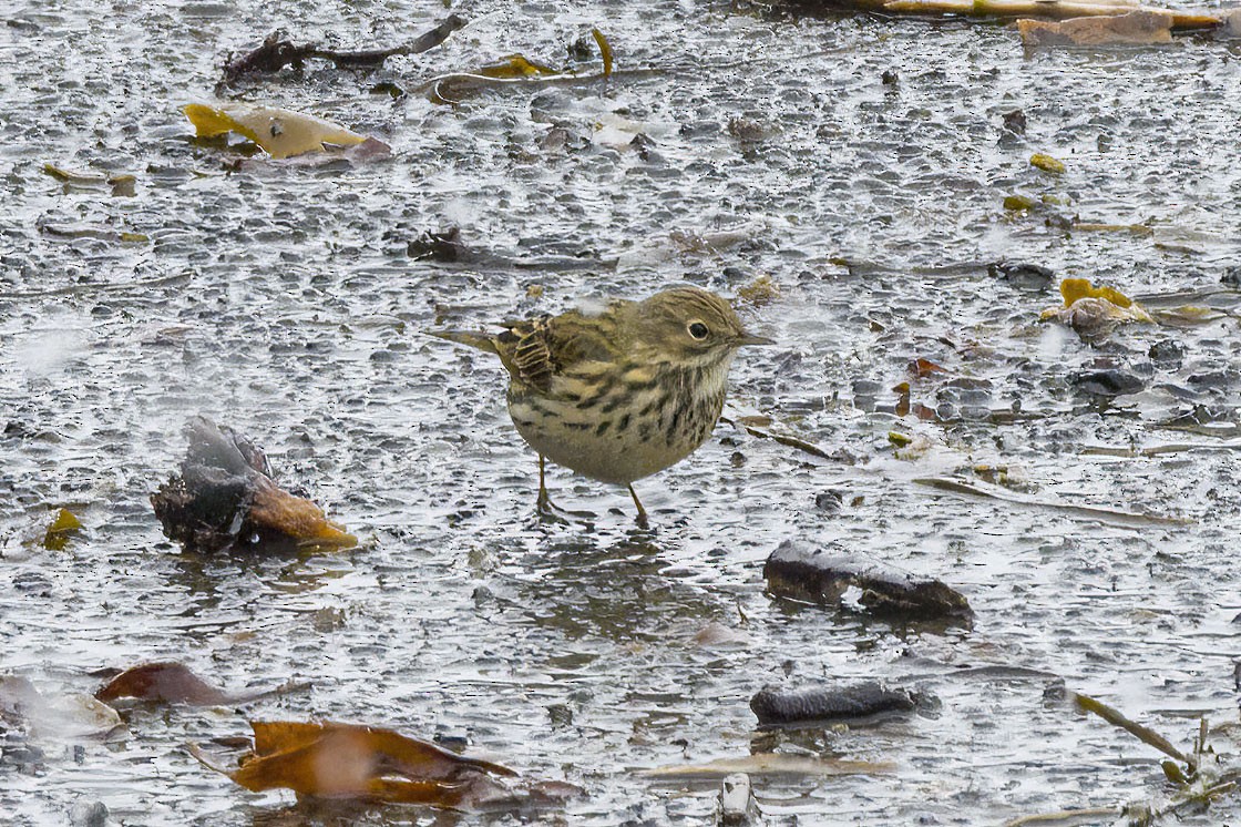 Meadow Pipit - ML447321001