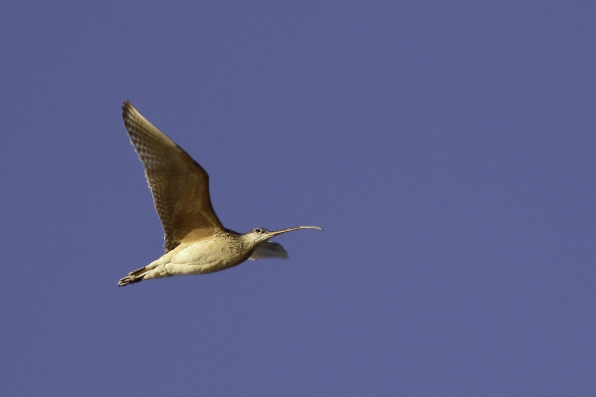 Long-billed Curlew - ML447323861