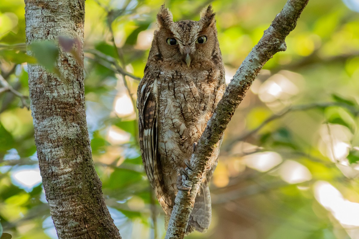 Middle American Screech-Owl (Middle American) - ML447323891