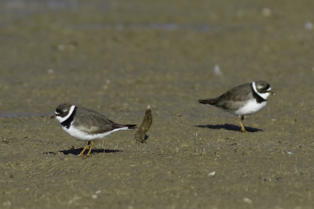 Semipalmated Plover - ML447324951