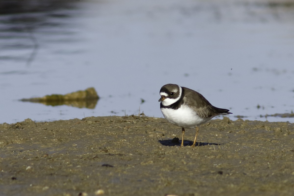 Semipalmated Plover - ML447325581