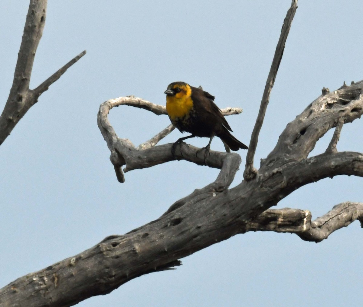 Yellow-headed Blackbird - ML447326671