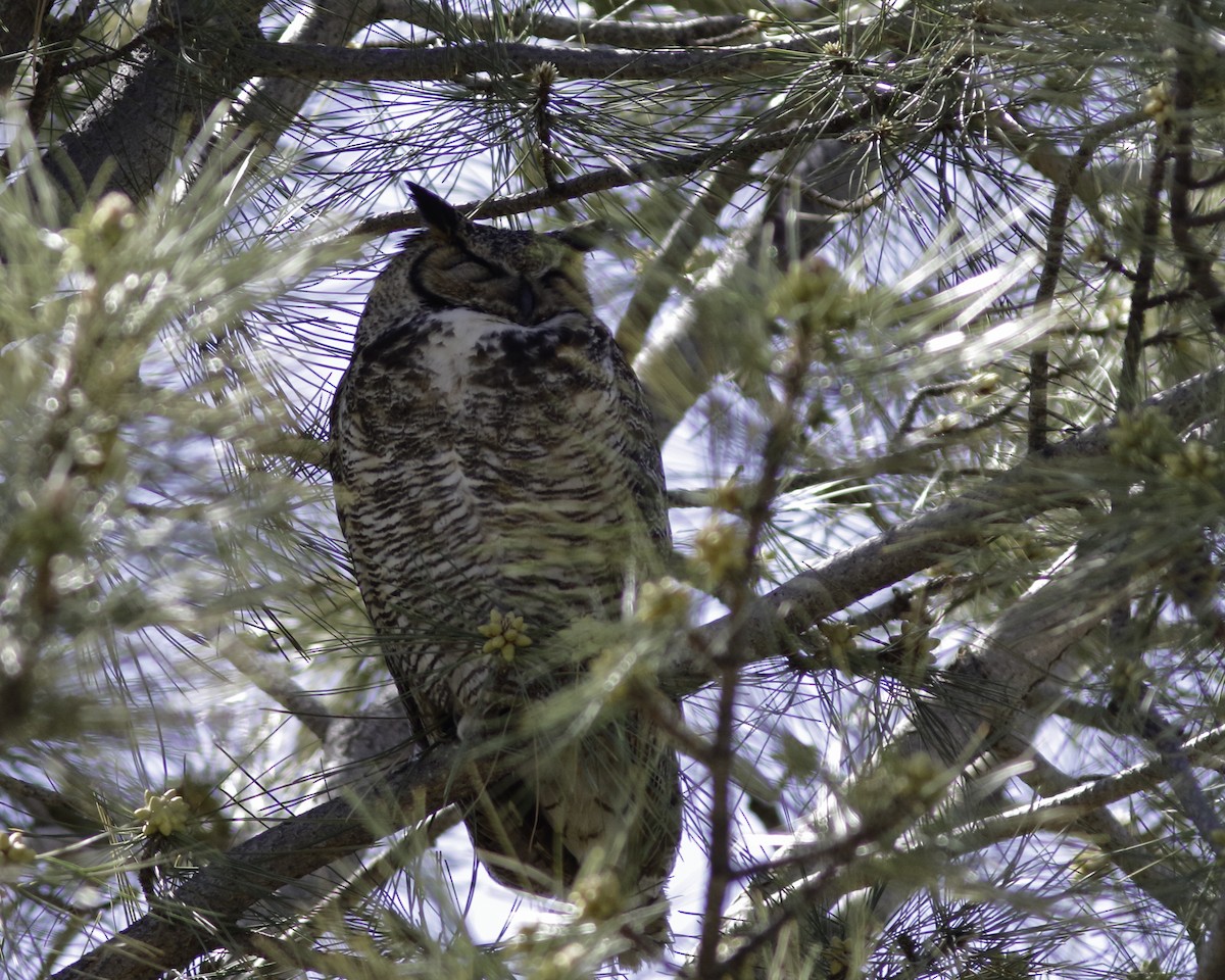 Great Horned Owl - ML447327491