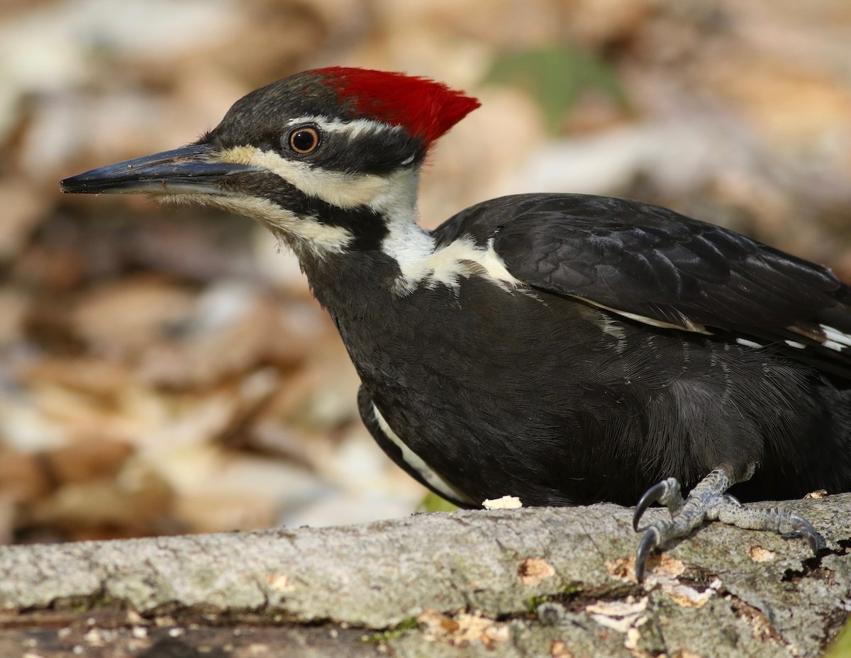 Pileated Woodpecker - Shawn Billerman