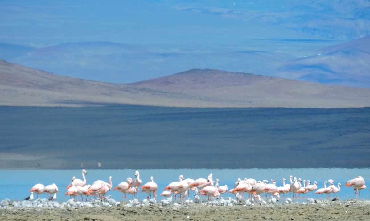 Chilean Flamingo - ML447336371