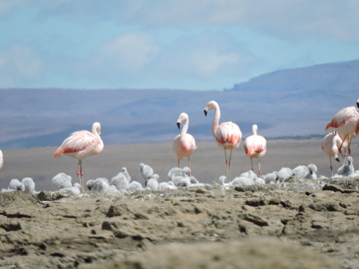 Chilean Flamingo - ML447336551