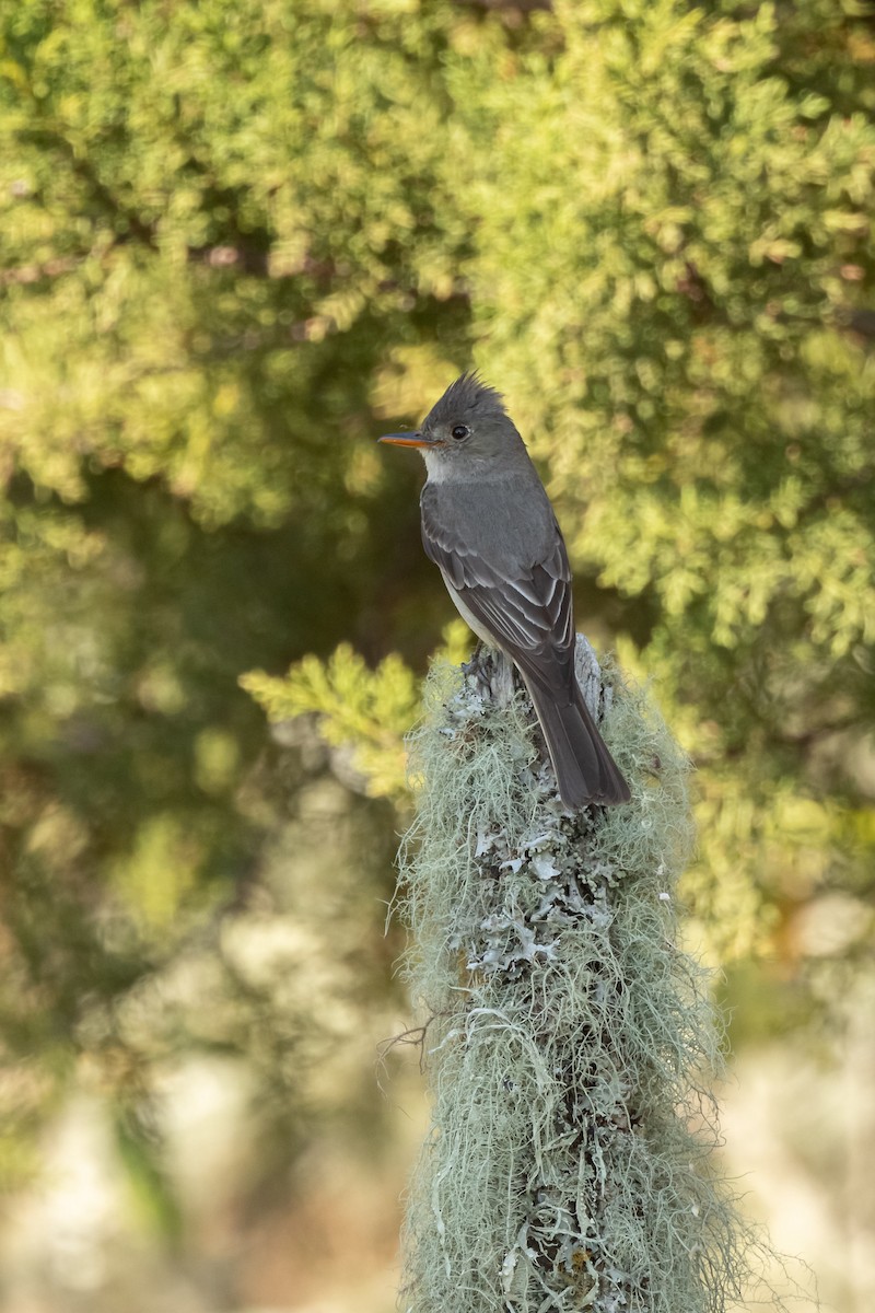Greater Pewee - ML447348031