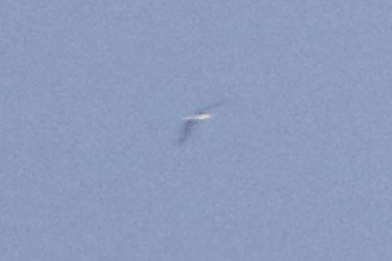 Albatros de Laysan - ML447350611