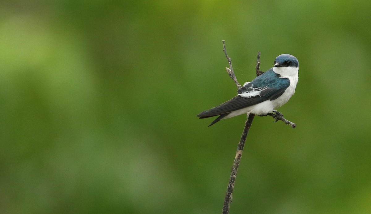 White-winged Swallow - ML44736311