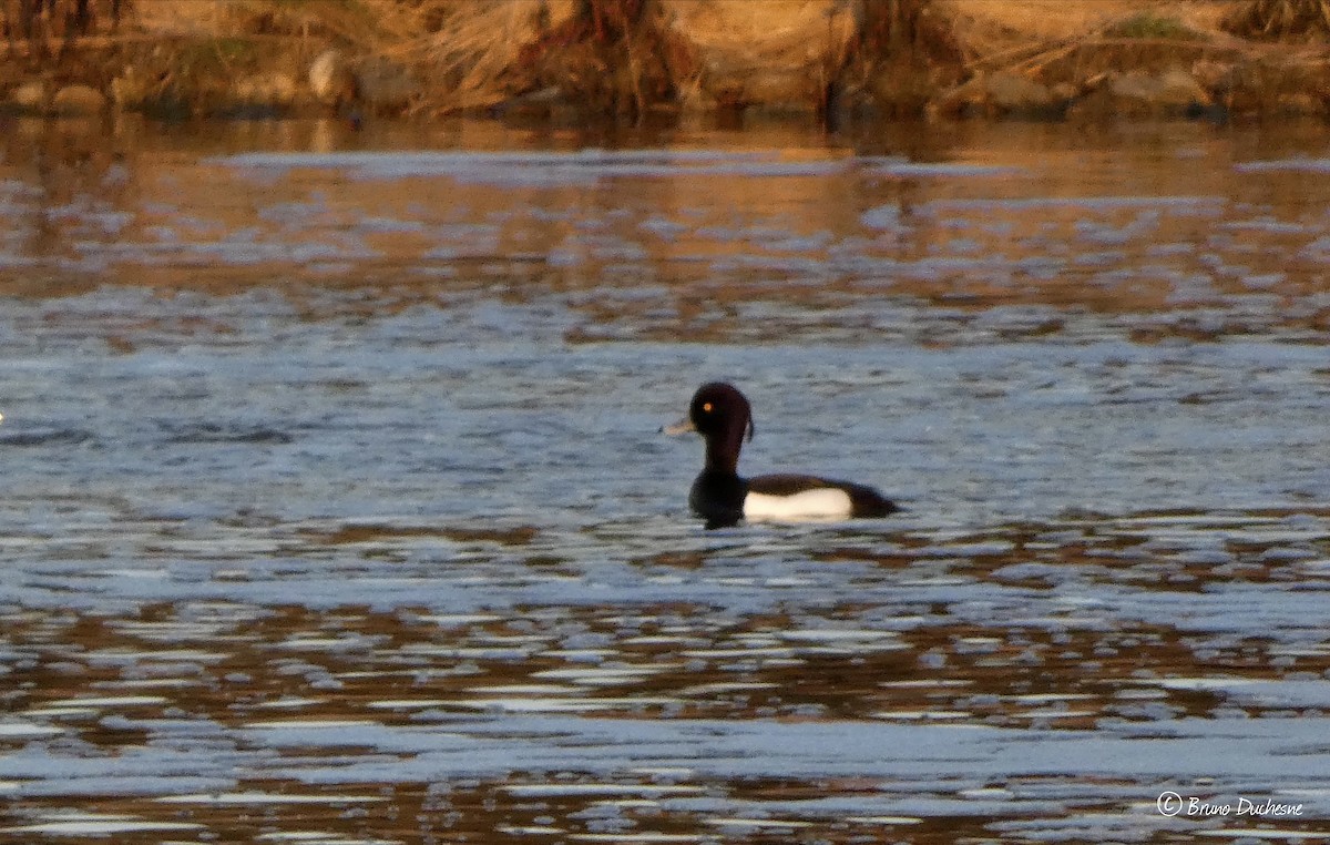Tufted Duck - ML447370071