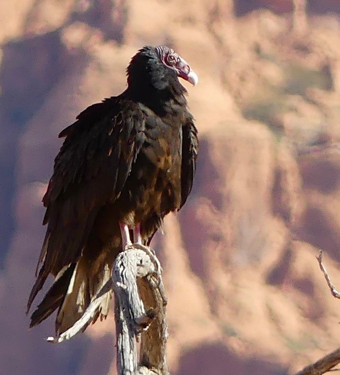 Turkey Vulture - Kimberly Beck
