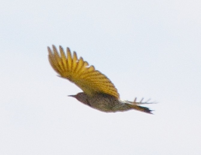 Northern Flicker (Yellow-shafted) - ML44737171
