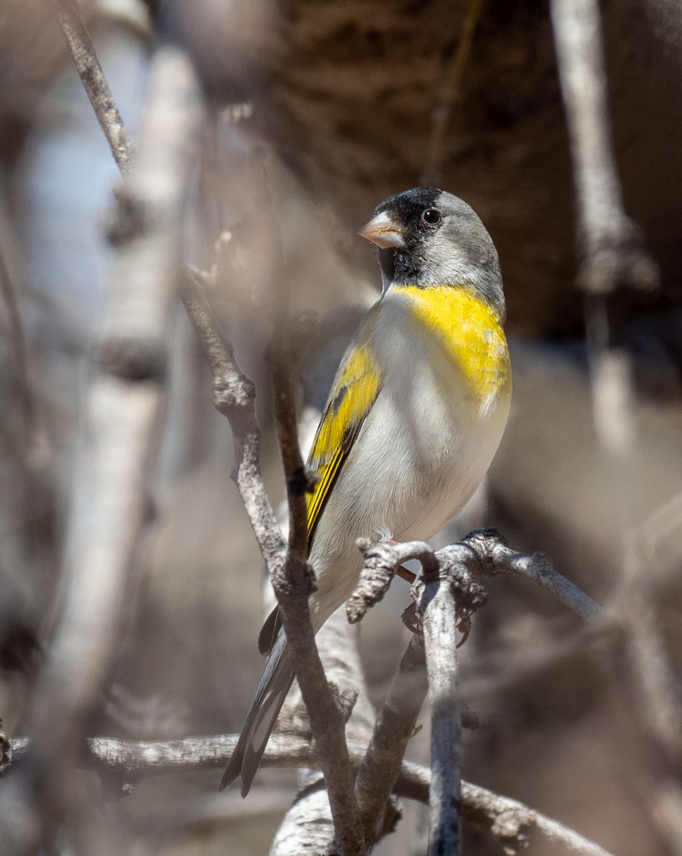 Lawrence's Goldfinch - ML447372891