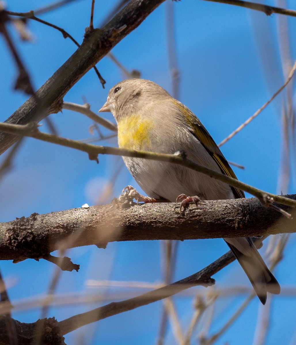 Lawrence's Goldfinch - ML447372901