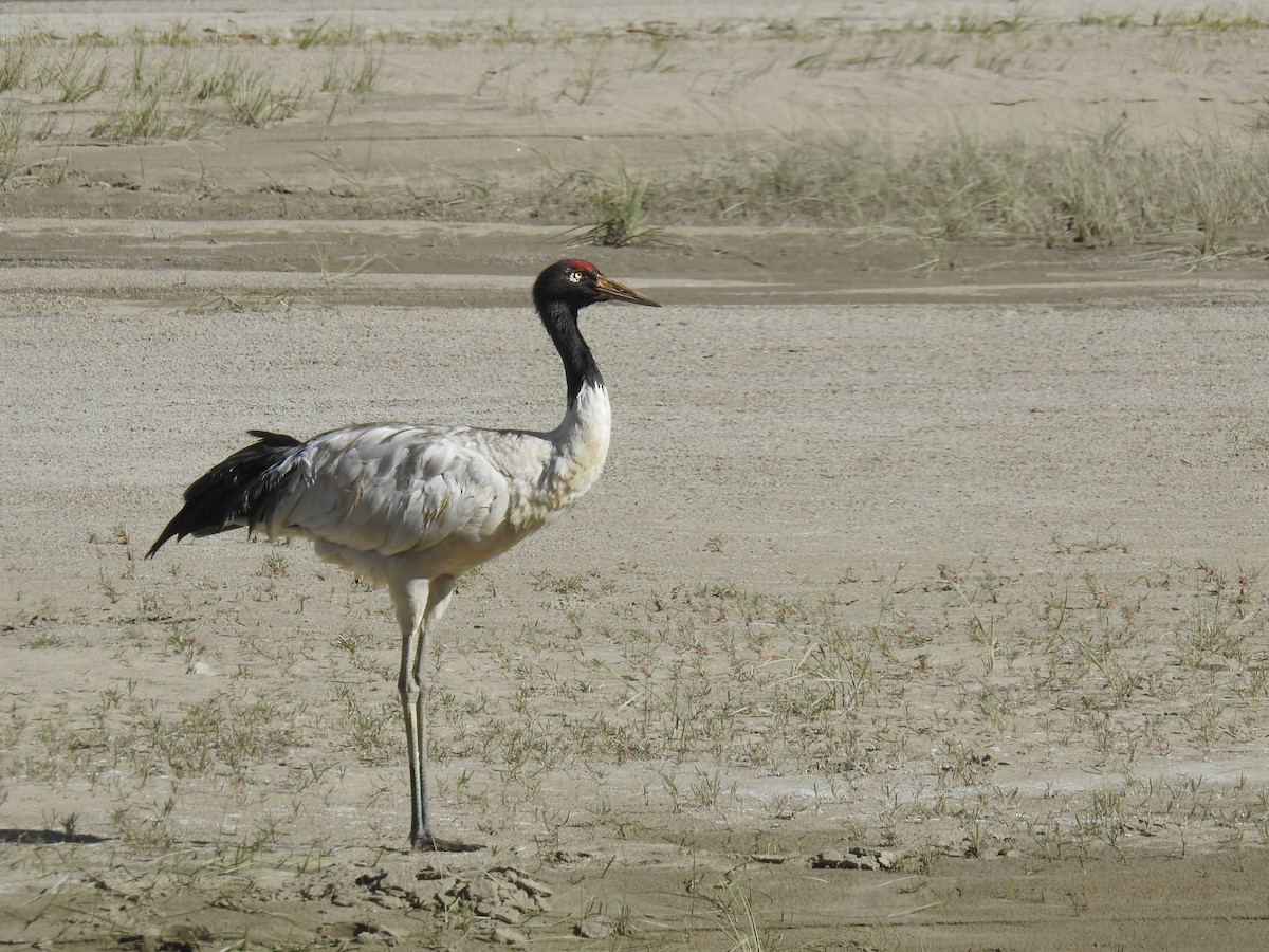 Black-necked Crane - ML447373261