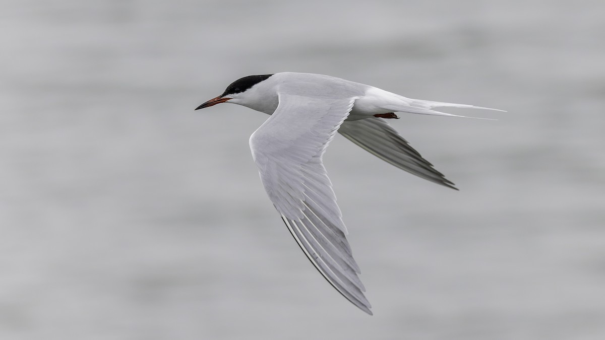 Common Tern - Eric Ellingson