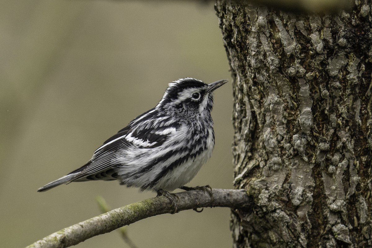 Black-and-white Warbler - ML447379321