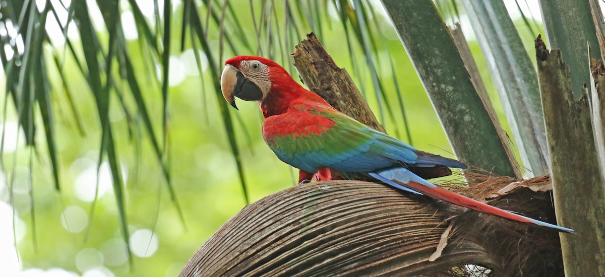 Red-and-green Macaw - Luke Seitz