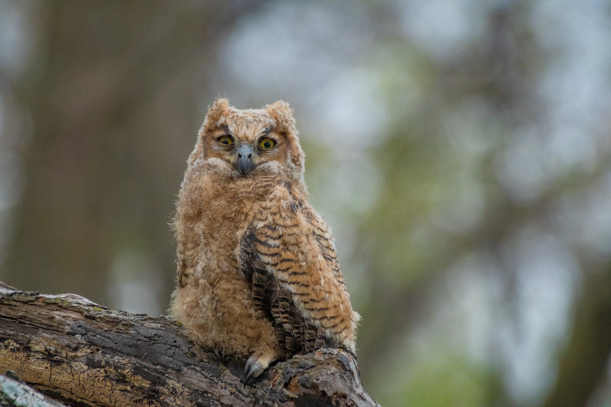 Great Horned Owl - ML447380421