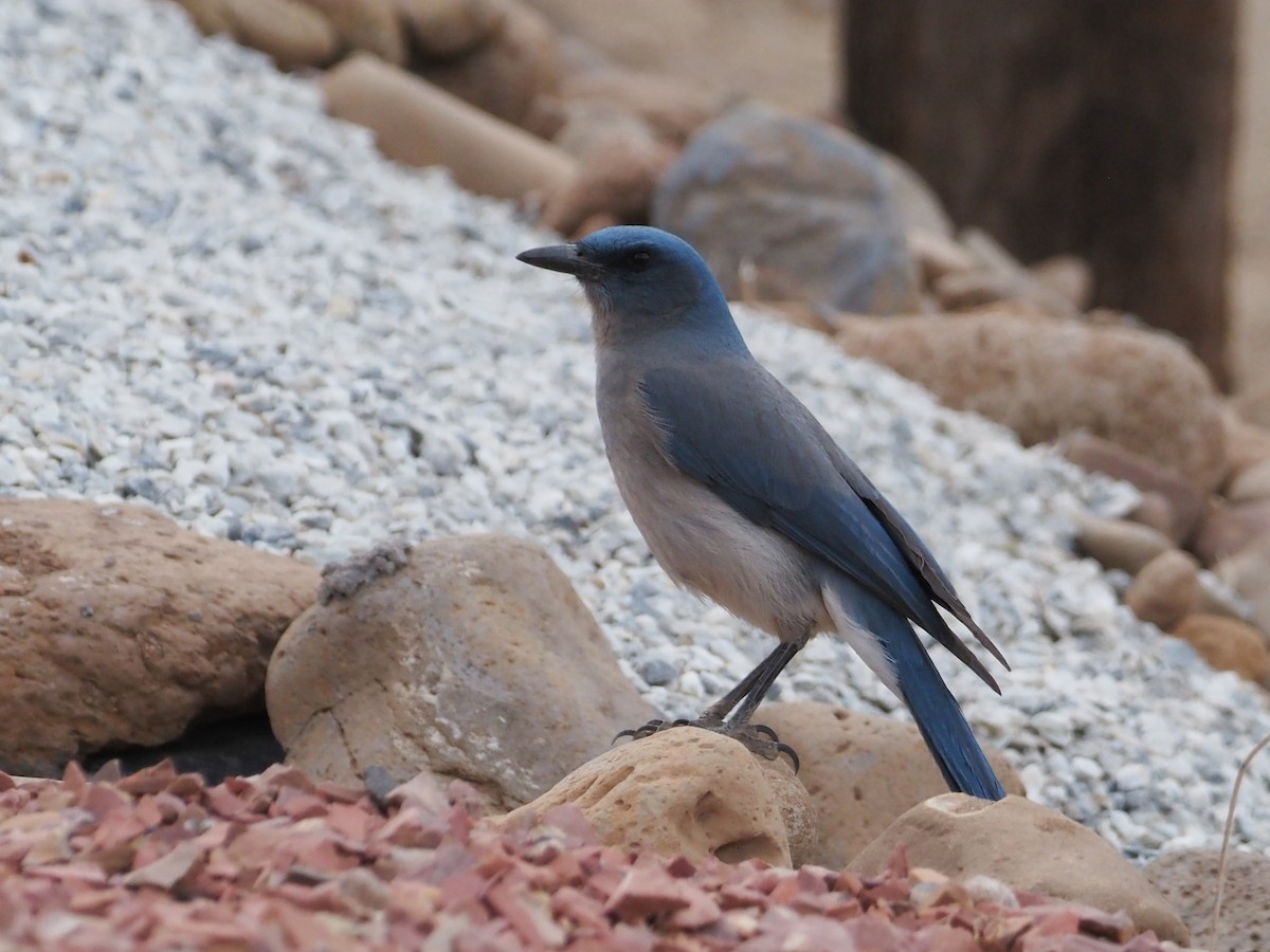 Mexican Jay - ML447383581