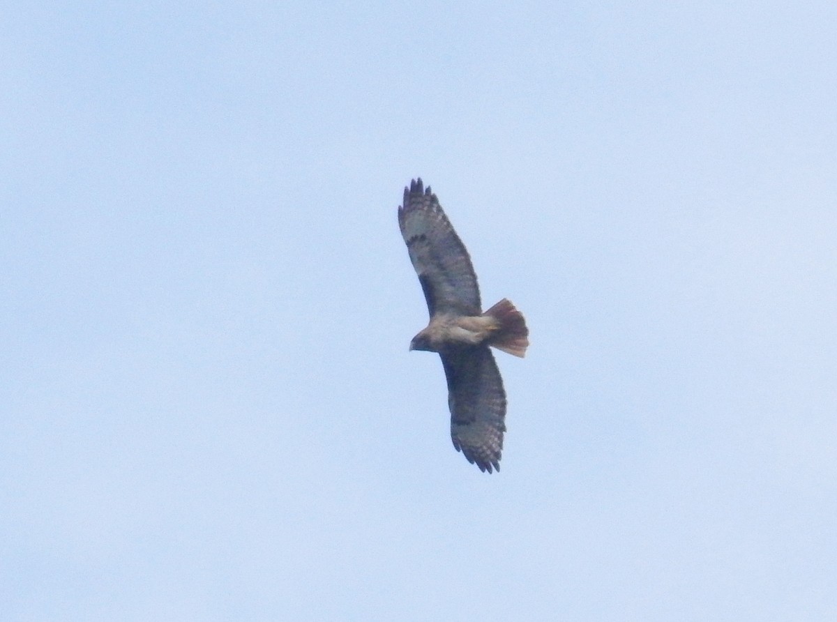 Red-tailed Hawk - ML447385641