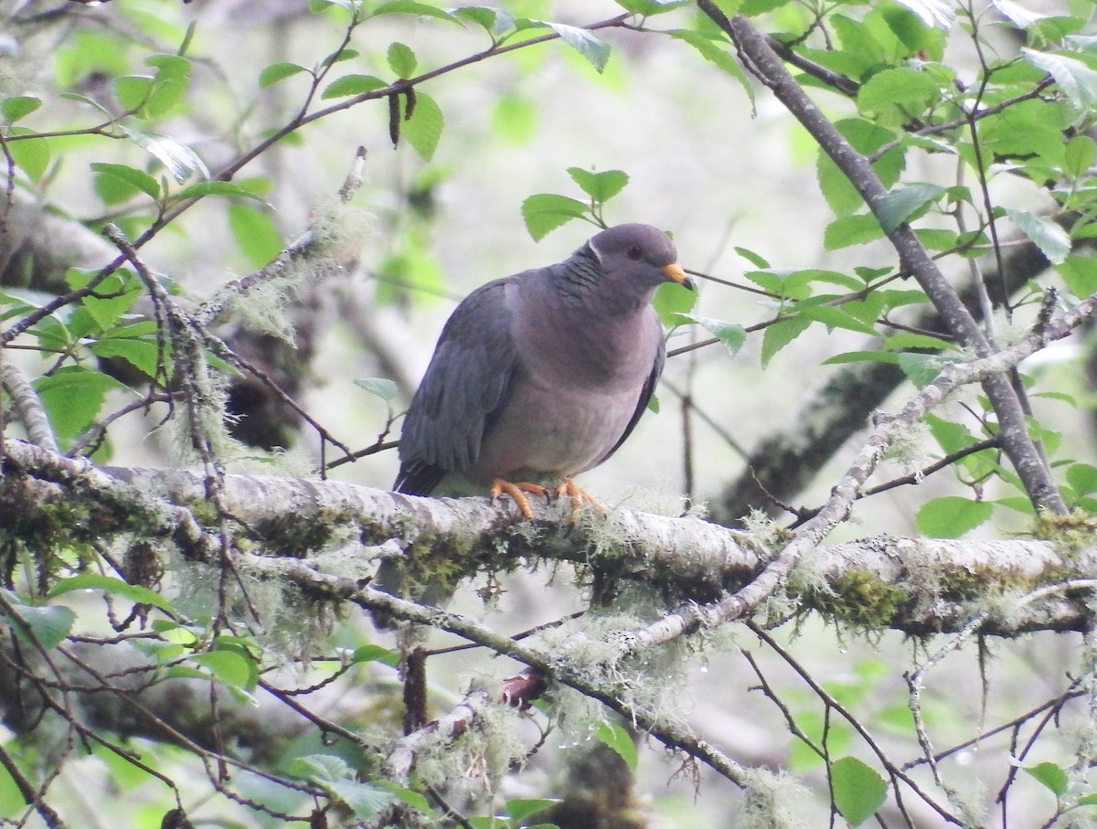 Band-tailed Pigeon - ML447385821