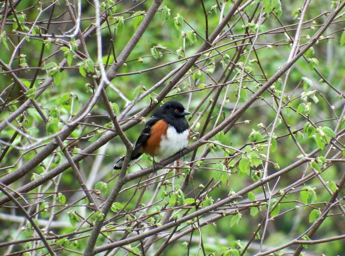 Spotted Towhee - ML447385891