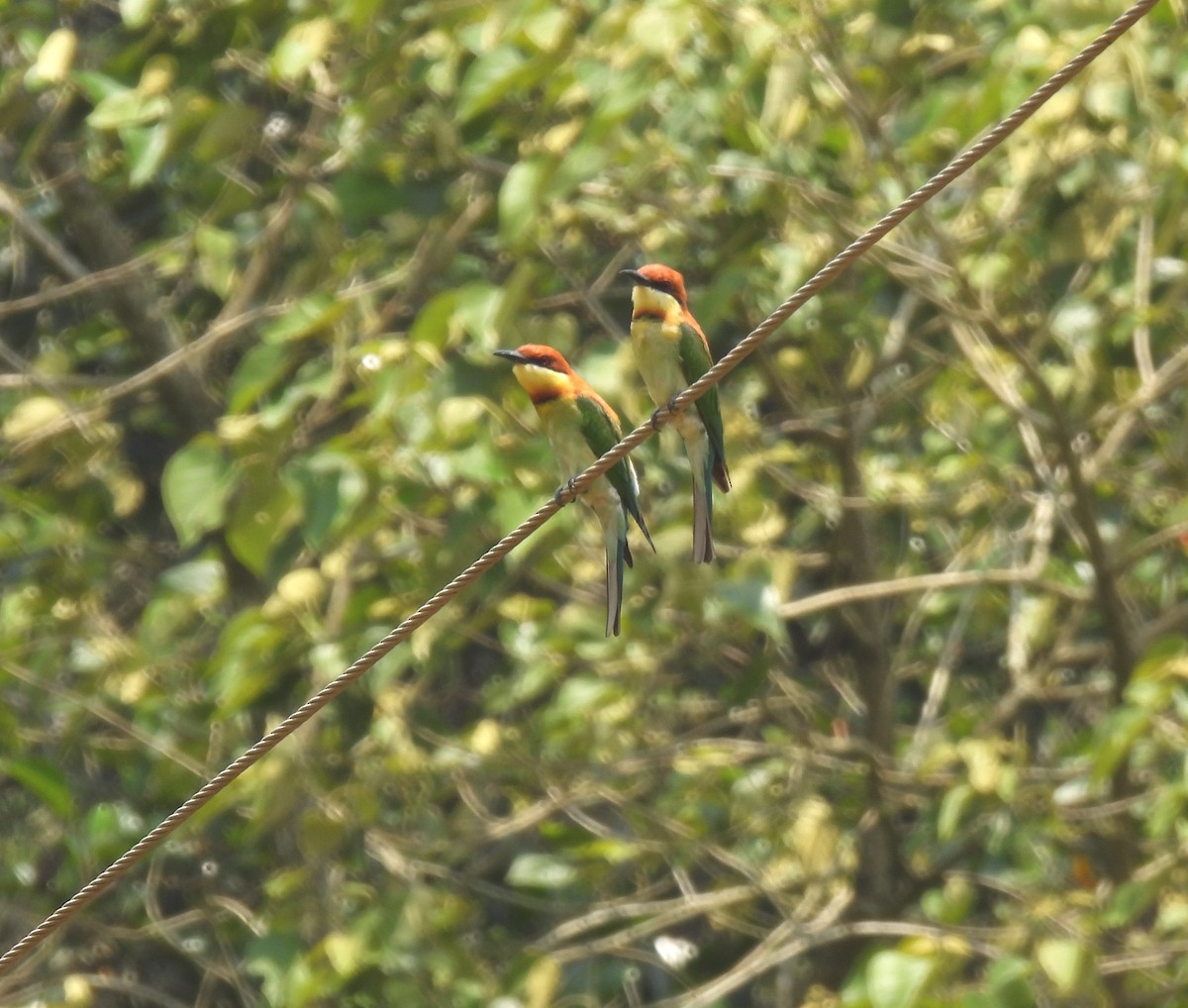Chestnut-headed Bee-eater - ML447387271