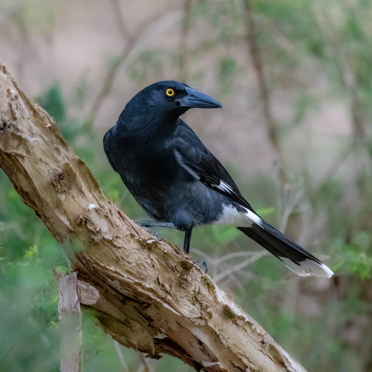 Pied Currawong - ML447388241