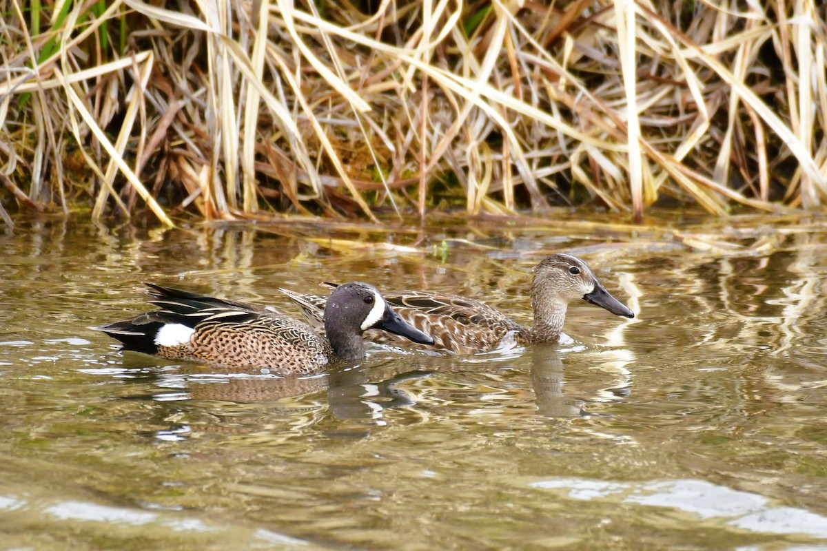 Blue-winged Teal - ML447392341