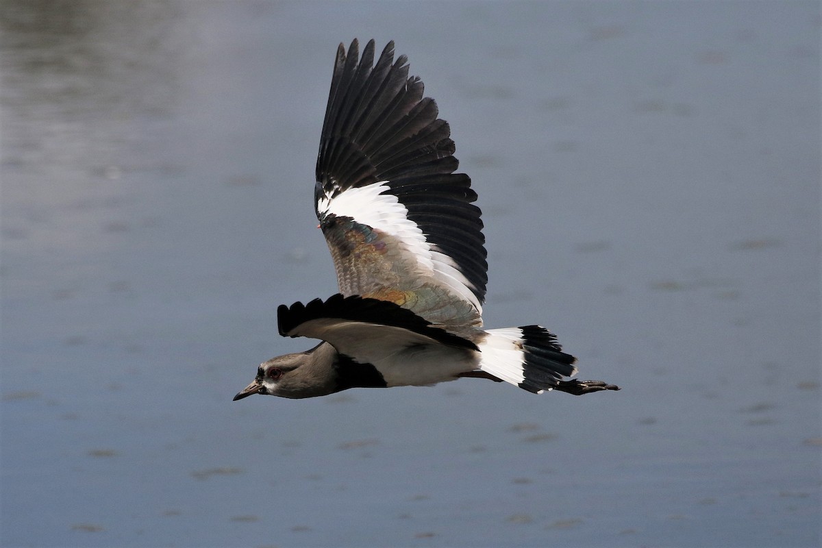Southern Lapwing - Mark Stanley