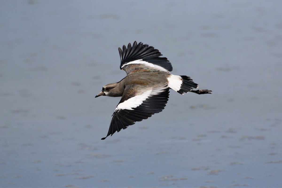 Southern Lapwing - Mark Stanley