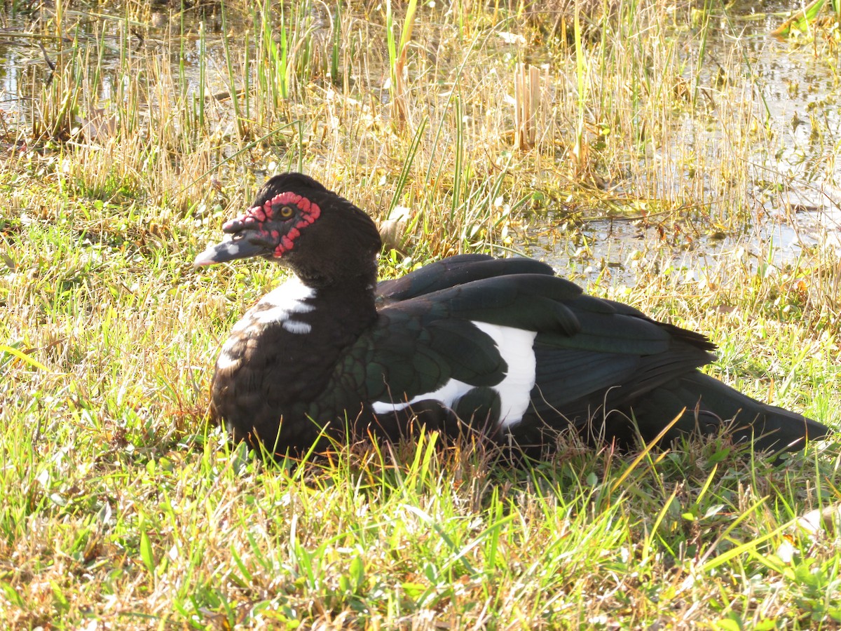 Muscovy Duck (Domestic type) - ML44740691