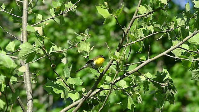 Yellow Breasted Chat Ebird