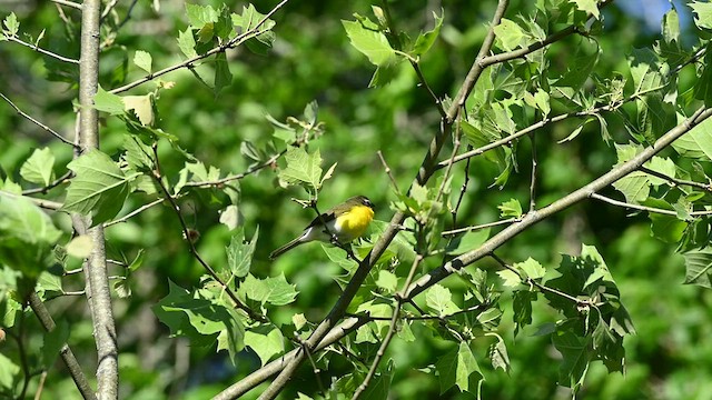 Yellow-breasted Chat - ML447415331