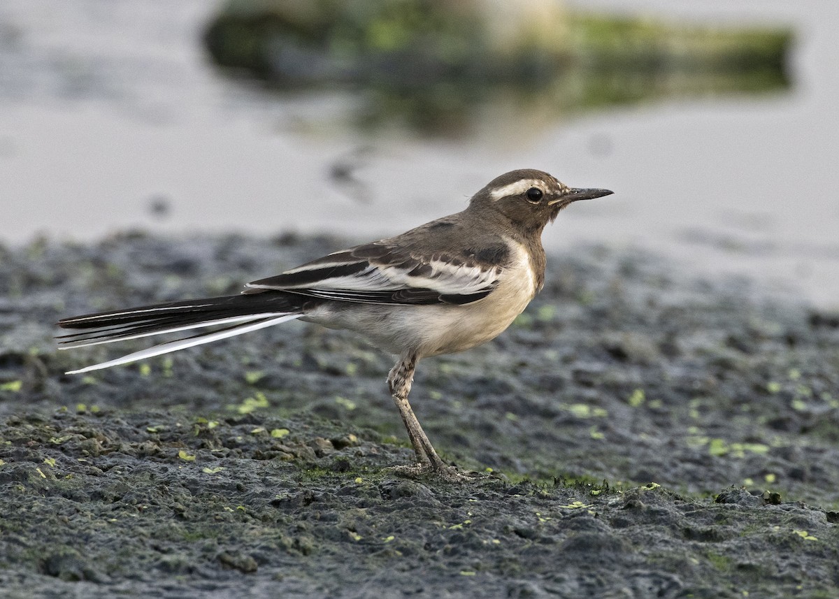 White-browed Wagtail - ML447417961