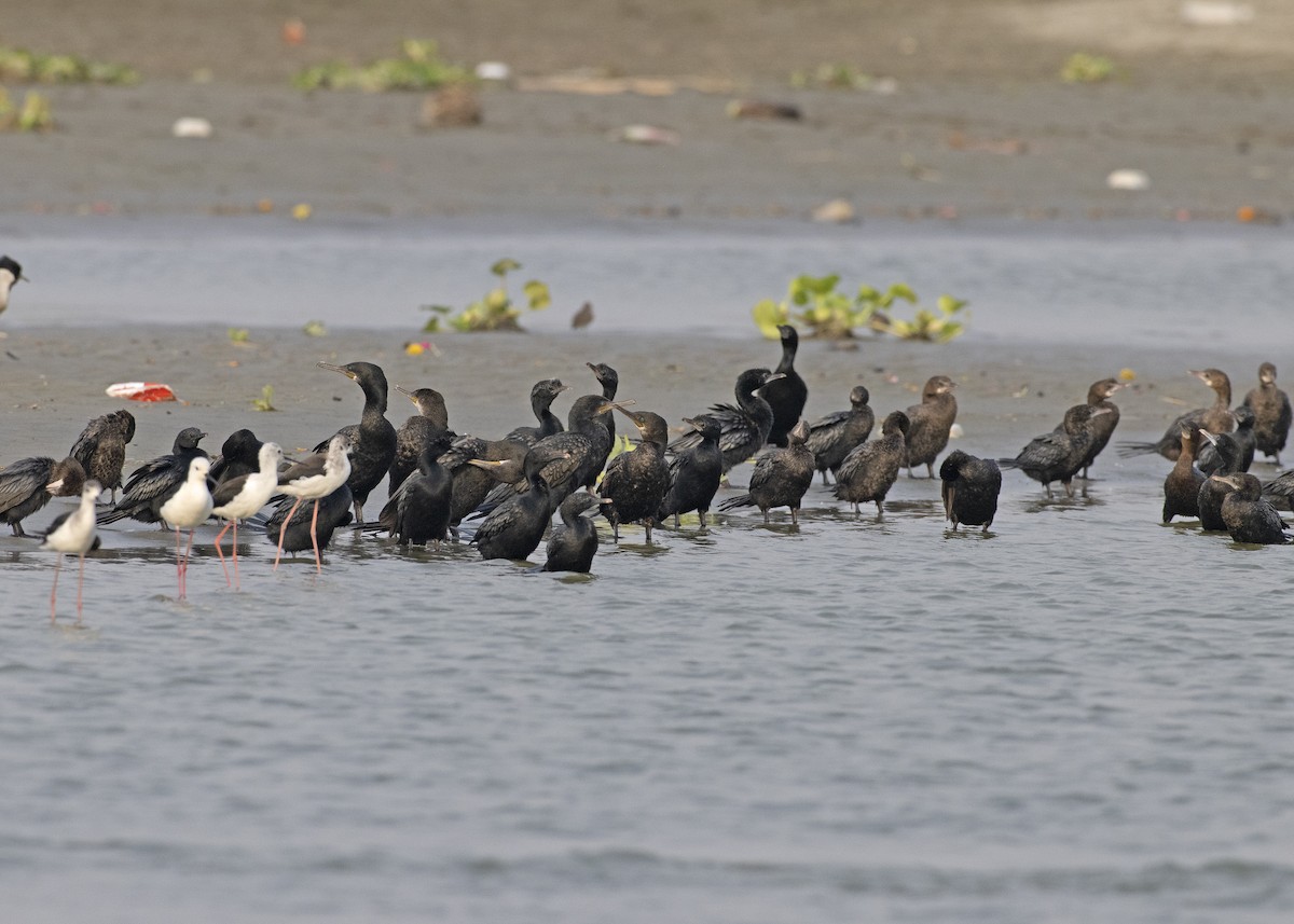 Indian Cormorant - Arpit Bansal