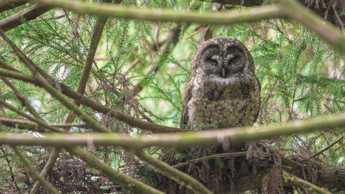 Himalayan Owl - ML447418831
