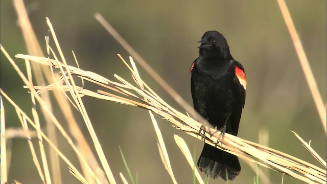 Red-winged Blackbird (Red-winged) - ML447422