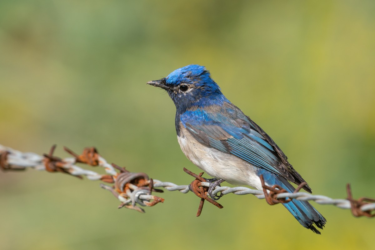 Blue-and-white Flycatcher - ML447422071