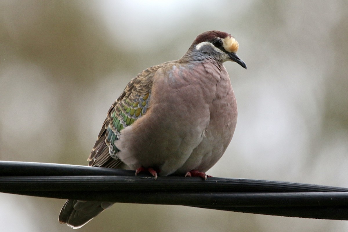 Common Bronzewing - Pauline and Ray Priest