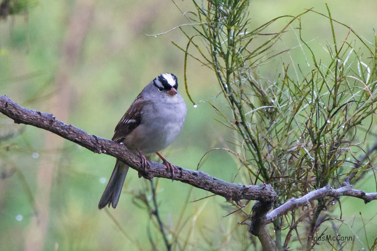 White-crowned Sparrow - ML44742621