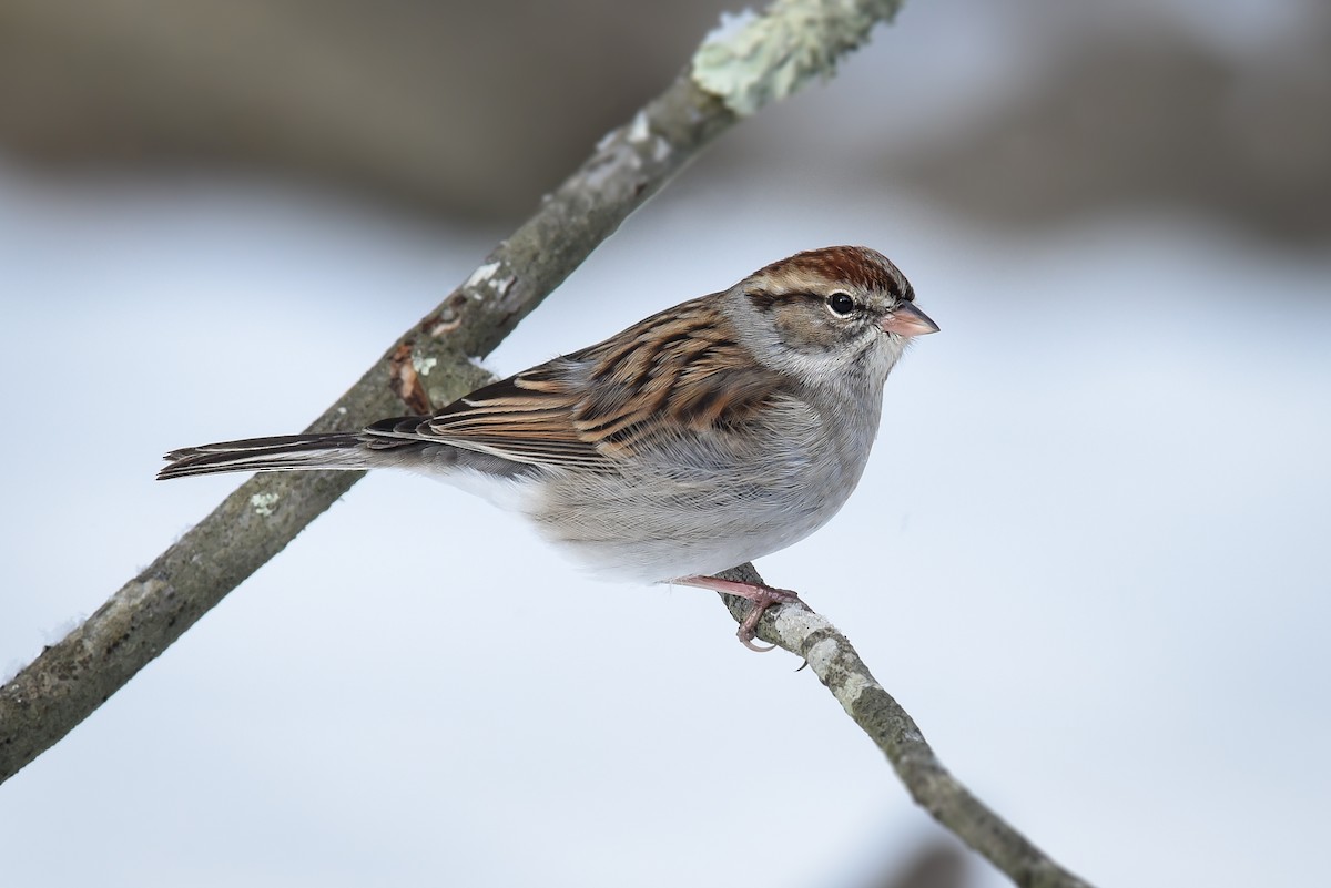 Chipping Sparrow - ML44742651