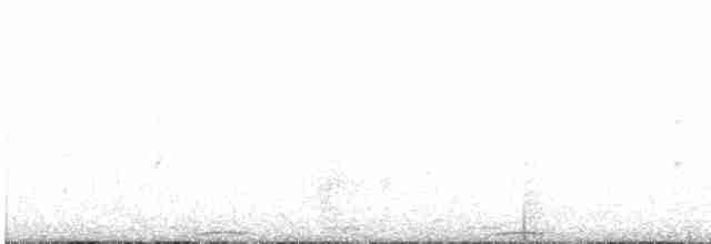 holub polynéský - ML447429351