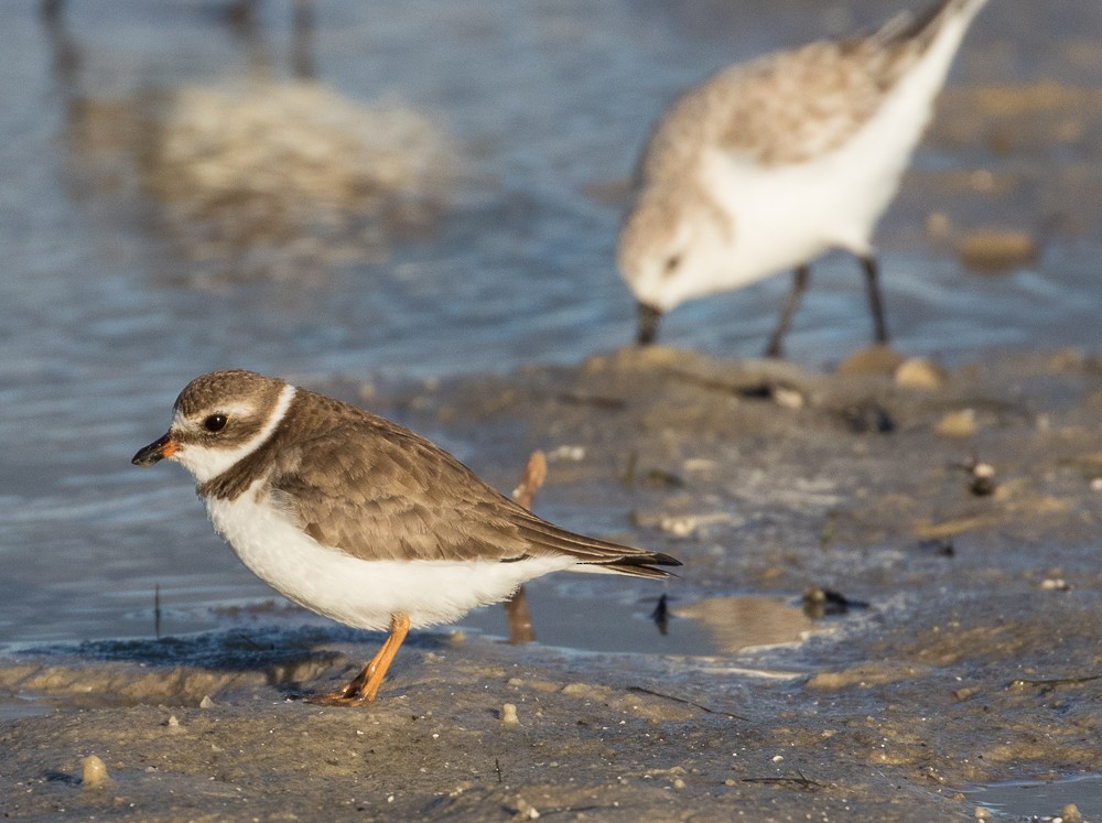 Semipalmated Plover - ML44743121